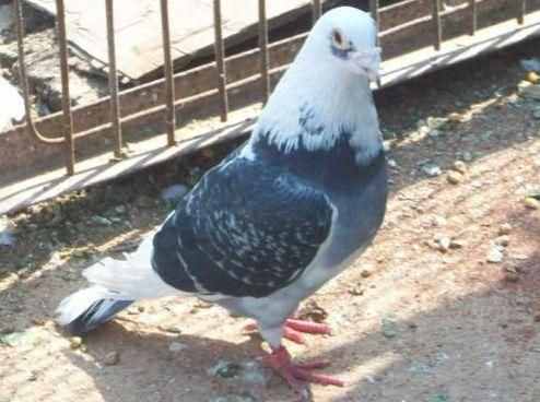 来自大自然的”天使“——信鸽，它是和人类最密切的动物之一