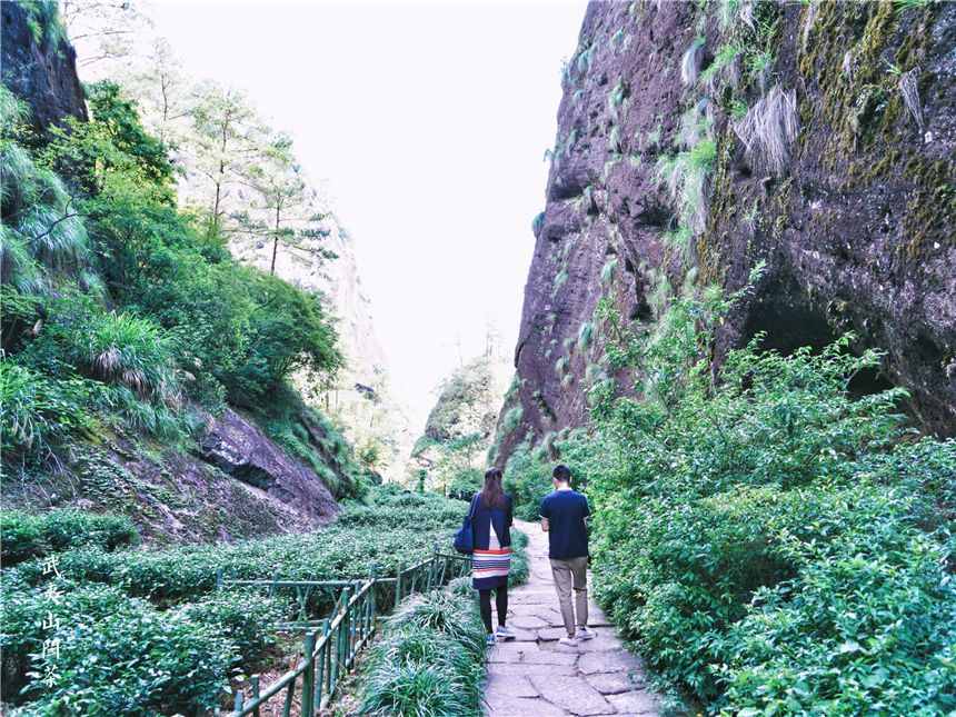 福建武夷山，三棵国宝级的大红袍茶树，被列为世界遗产投保一个亿