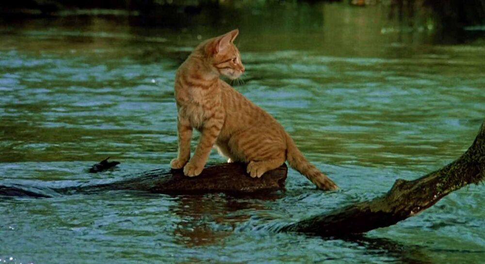 还真是第一次见小猫用尾巴钓鱼，搞笑宠物电影