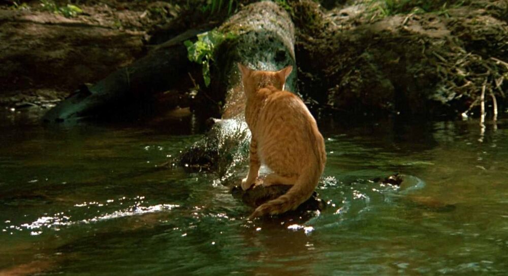 还真是第一次见小猫用尾巴钓鱼，搞笑宠物电影