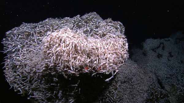 人类对深海探索到什么程度了，深海之中又有哪些奇怪的动物？