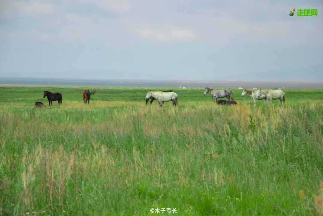 川西若尔盖草原，7月迎来颜值巅峰，温度不到20℃！避暑走起