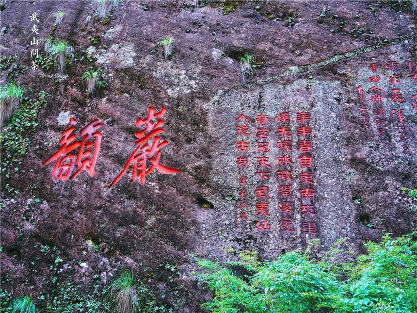 福建武夷山，三棵国宝级的大红袍茶树，被列为世界遗产投保一个亿