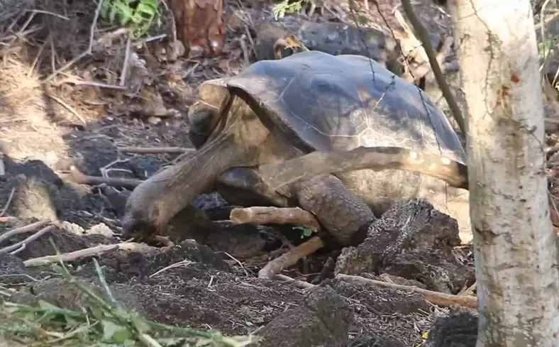 走进百万生物发祥之地，揭秘加拉帕戈斯群岛