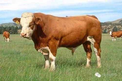 养牛这么多年，你对西门塔尔牛了解多少？