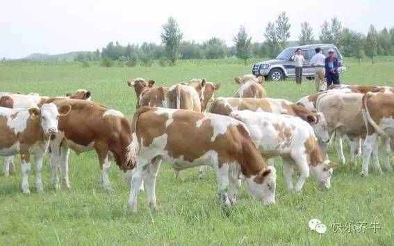 养牛这么多年，你对西门塔尔牛了解多少？