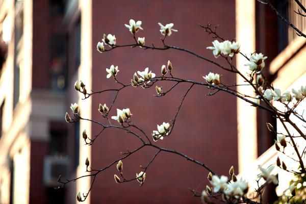 玉兰、牡丹、琼花……每座城市，都有自己的迎春花