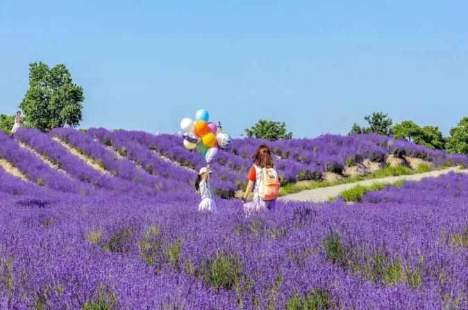 不必到法国普罗旺斯，国内5大薰衣草打卡点，遇见浪漫的紫色
