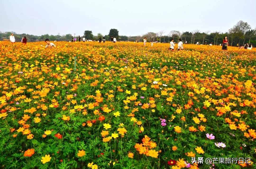 实拍一月广州最美景点香雪公园，梅花盛开游客如织，跟芒果去看看