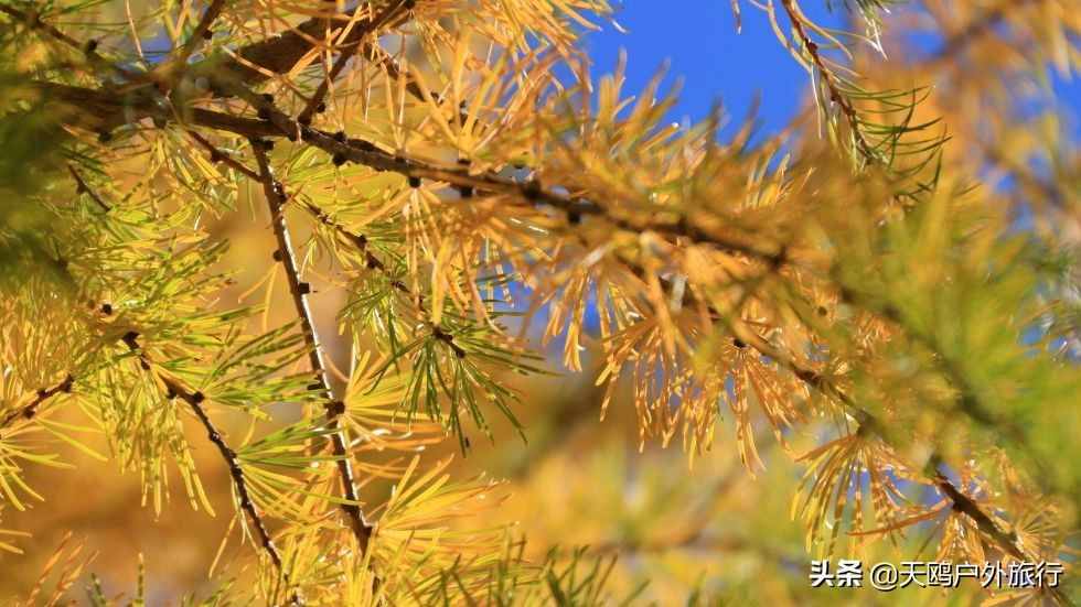 “草原之秋”木兰围场，不少清宫剧里出现的大草原，都是取景于它