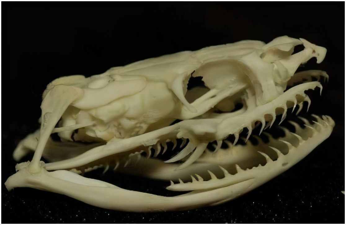 一款看不见毒牙的毒蛇，俗称“野鸡脖子”，曾一度被认为是无毒蛇
