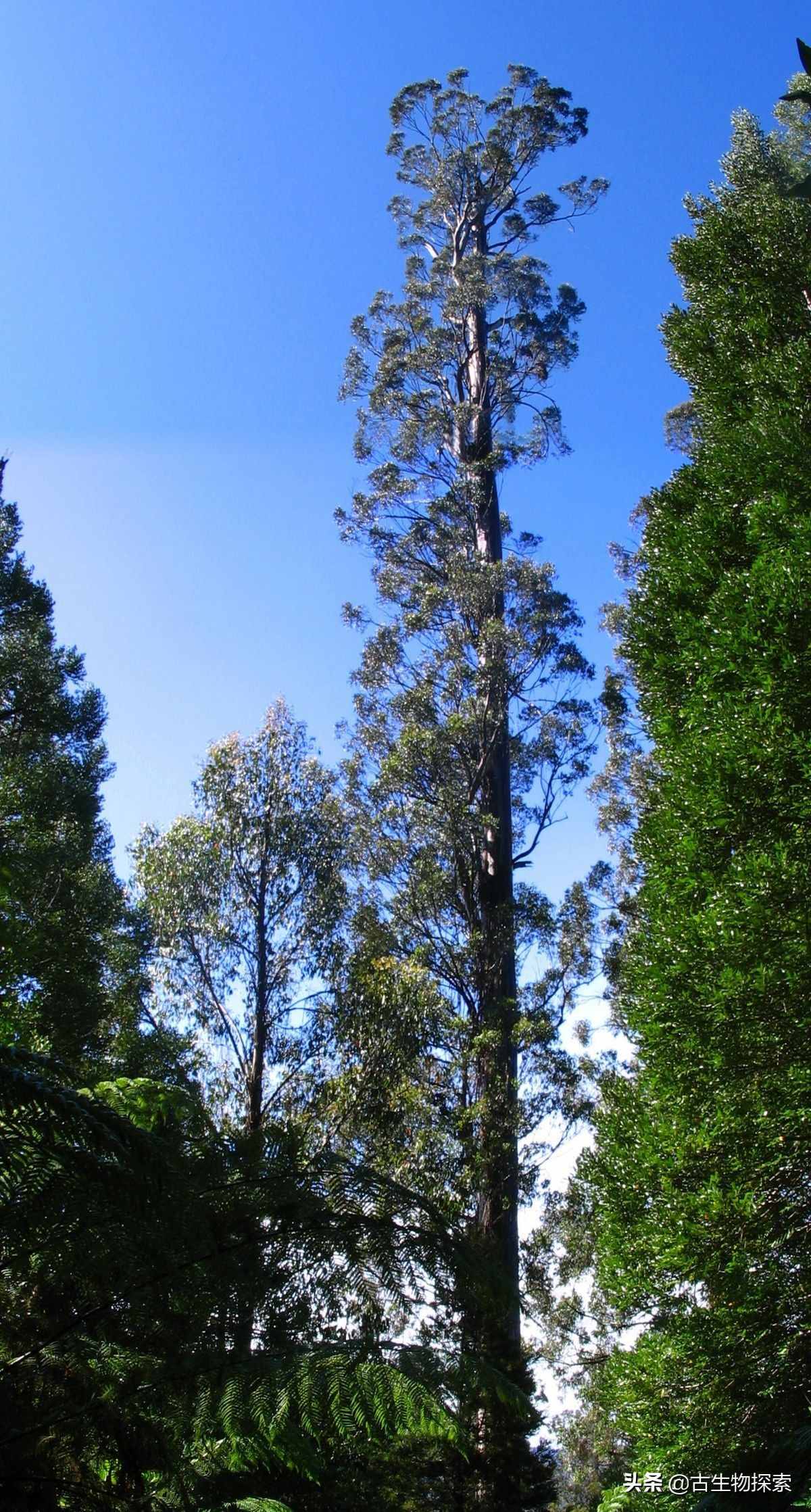 世界上最高的树到底有多高？