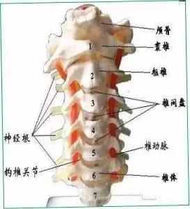 颈椎病诊断与治疗