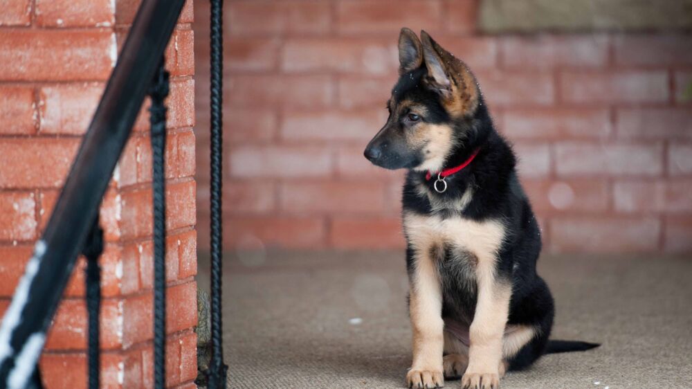 德牧犬的优点和缺点有什么？国外很多主人养，适合新手主人吗？