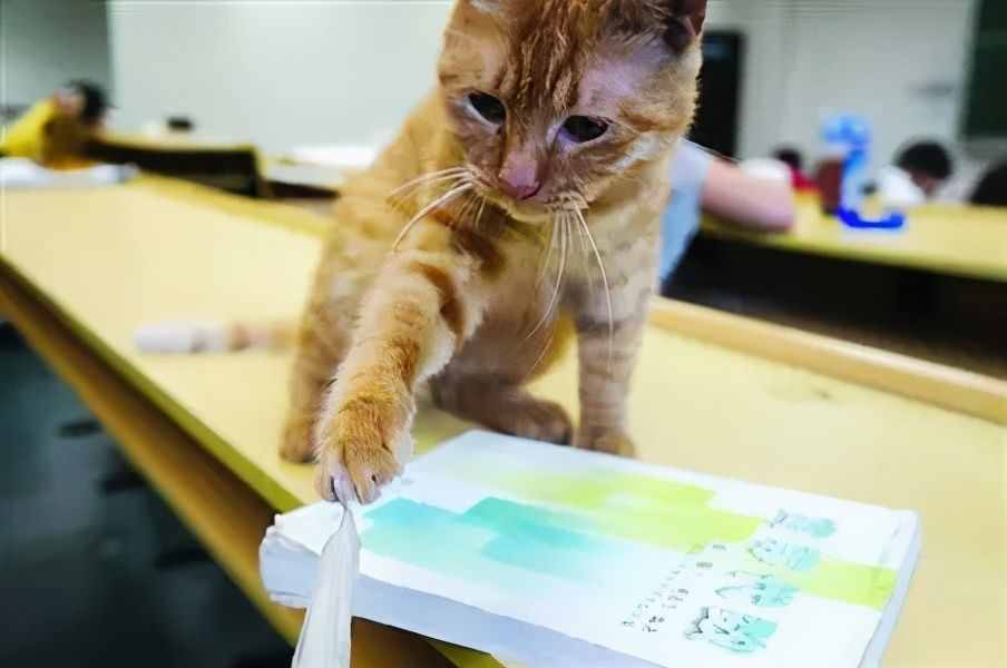 大学里的流浪猫，一不小心就混成了你的监考老师