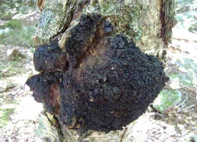 一种树上长出的“黑炭”，价值珍贵，且极为罕见，遇到别错过