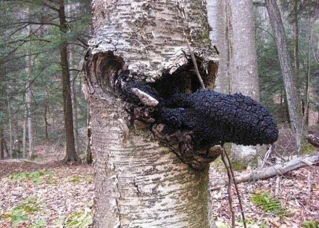 一种树上长出的“黑炭”，价值珍贵，且极为罕见，遇到别错过