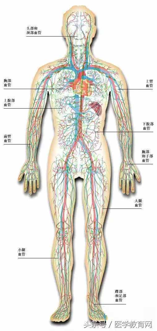 最全的人体解剖图(全彩图)，值得收藏~
