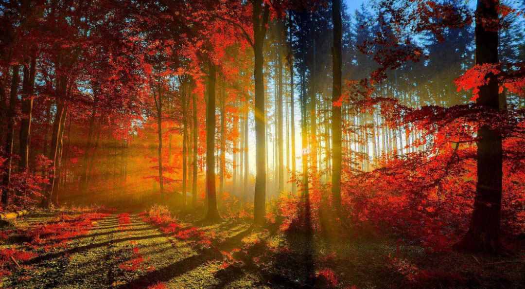 「诗词鉴赏」红叶黄花秋晚时，古诗词里的秋晚，带你感受深秋之美