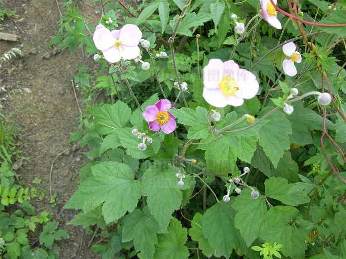 打破碗花花，你见过吗？鲜叶捣烂取汁涂，可治顽癣