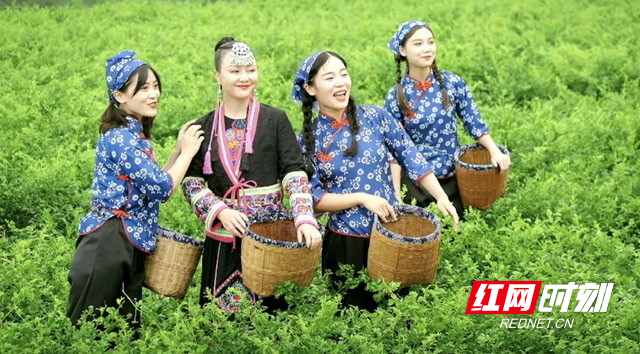 “张家界莓茶”成功获批国家地理标志证明商标