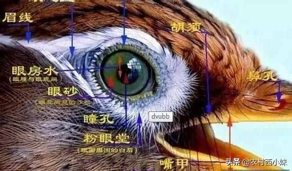 如何看画眉鸟的“眼水”，分享一个看眼绝招！