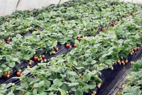 受连续阴雨影响 奉化蔬菜草莓雷笋均不同程度减产