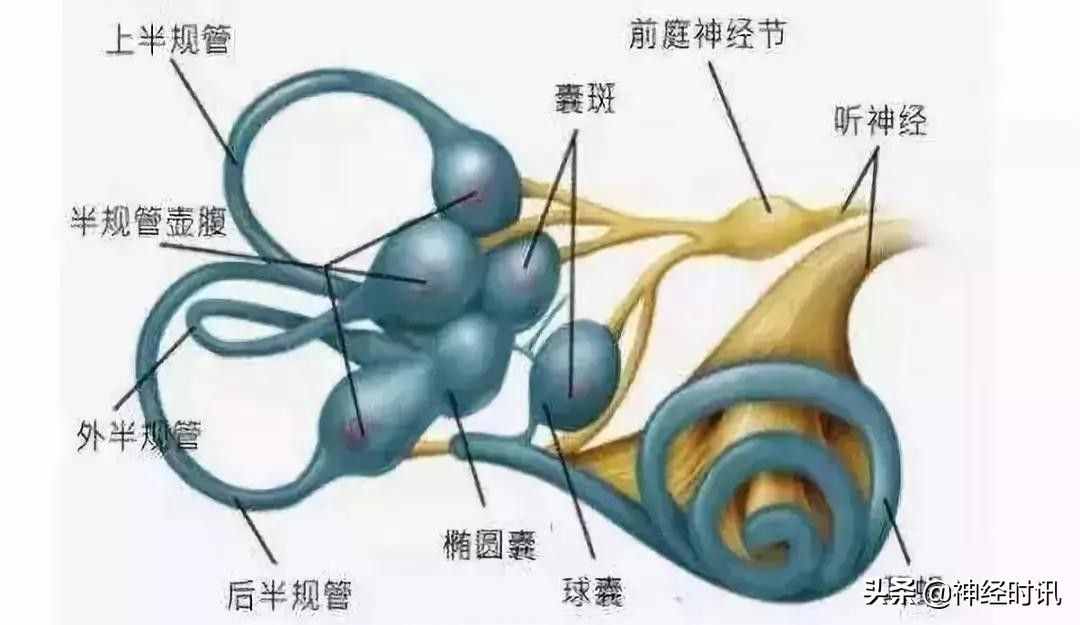 位置性眩晕鉴别要点快来看