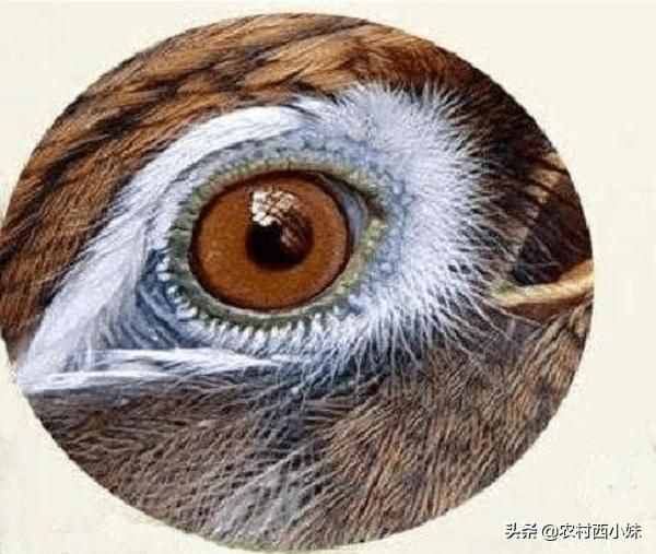 如何看画眉鸟的“眼水”，分享一个看眼绝招！