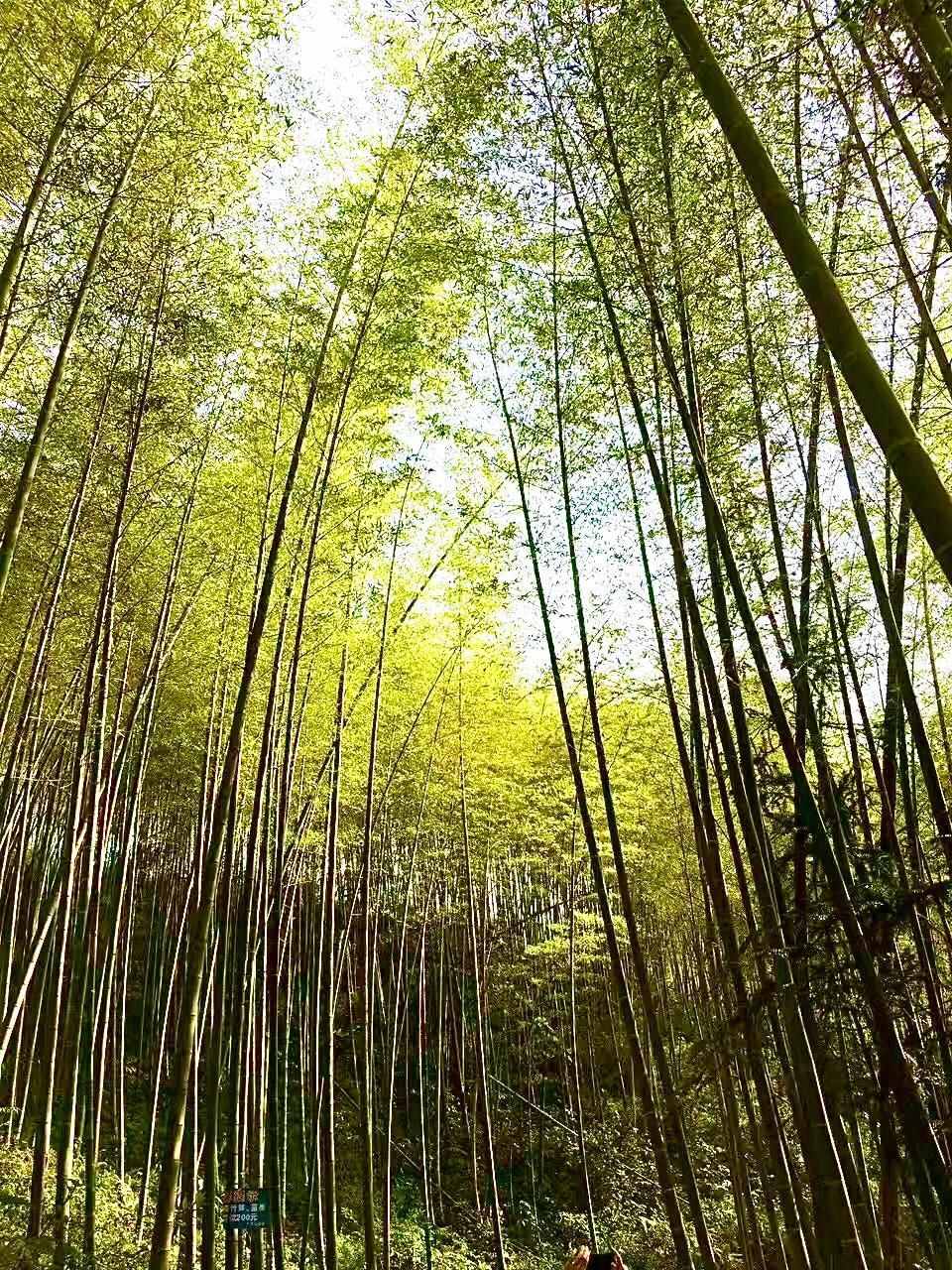 万倾竹海一溪谷，广东最美山村，亚洲最宽的飞瀑，五一出游好去处