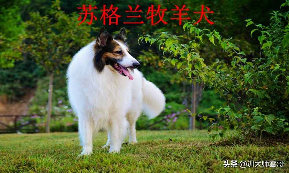 盘点最常见的10大牧羊犬，你更喜欢哪一种？