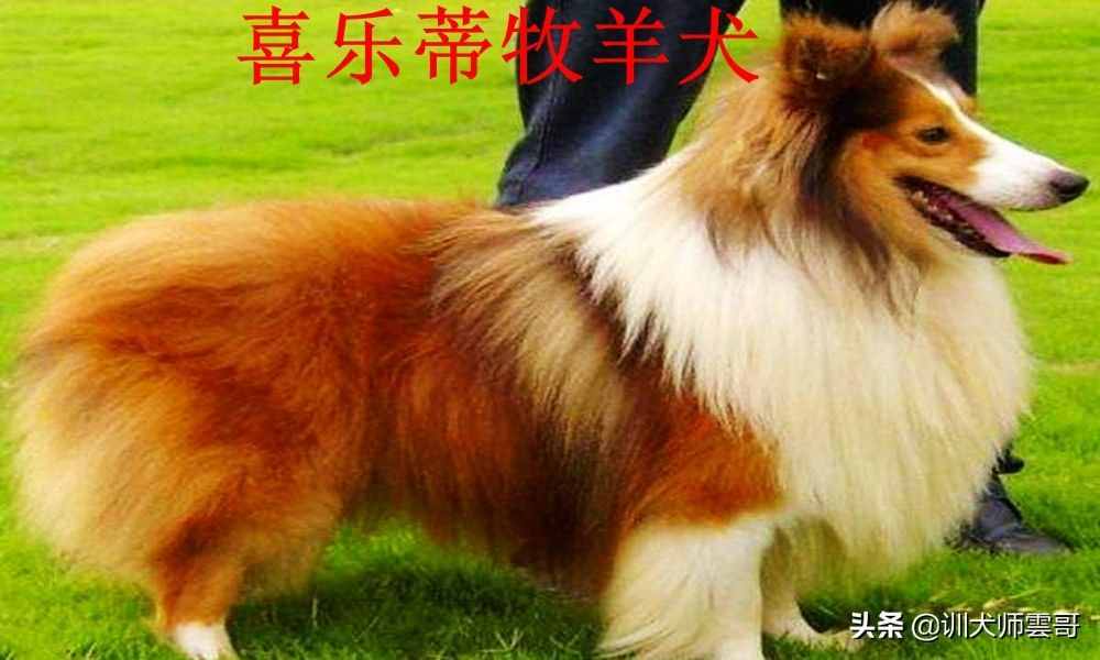 盘点最常见的10大牧羊犬，你更喜欢哪一种？