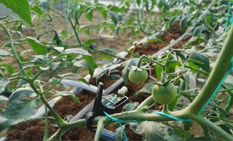 掌握好3个方法，无土栽培种蔬菜，根系长势好，产量高