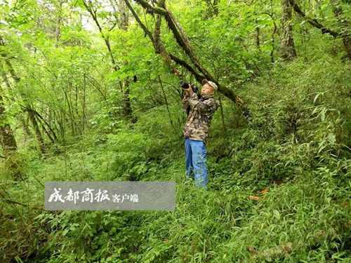 视频｜四川41岁硕士饲养员被大熊猫咬成重伤 左手掌几乎被咬掉