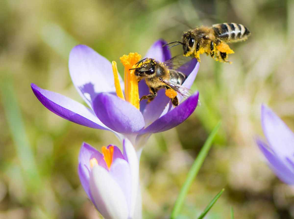 养蜂技术：蜜蜂的生活习性是什么？有哪些？