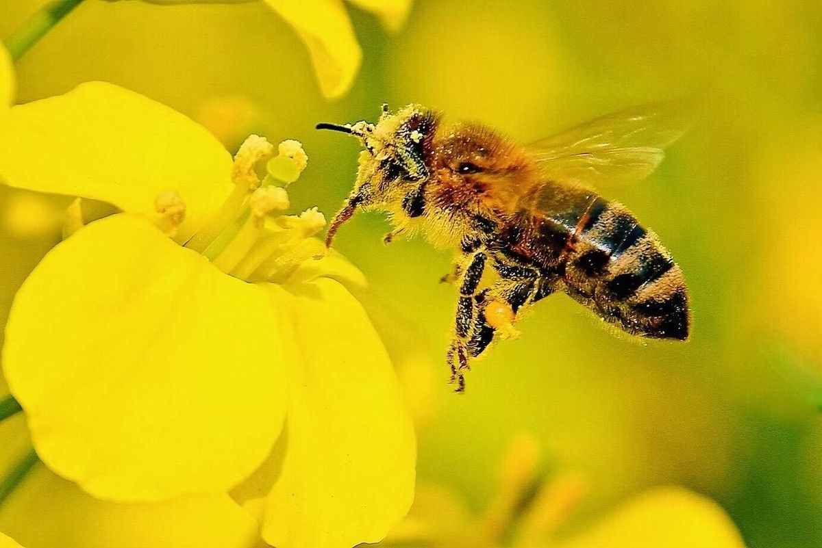 养蜂技术：蜜蜂的生活习性是什么？有哪些？