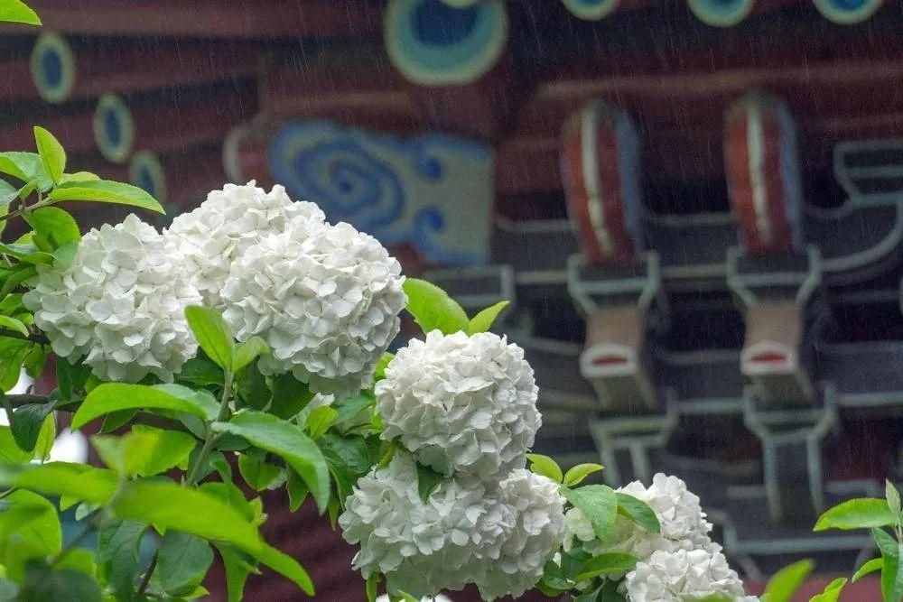 湖南的雨季包月卡～大雨哗啦啦，不如来看花