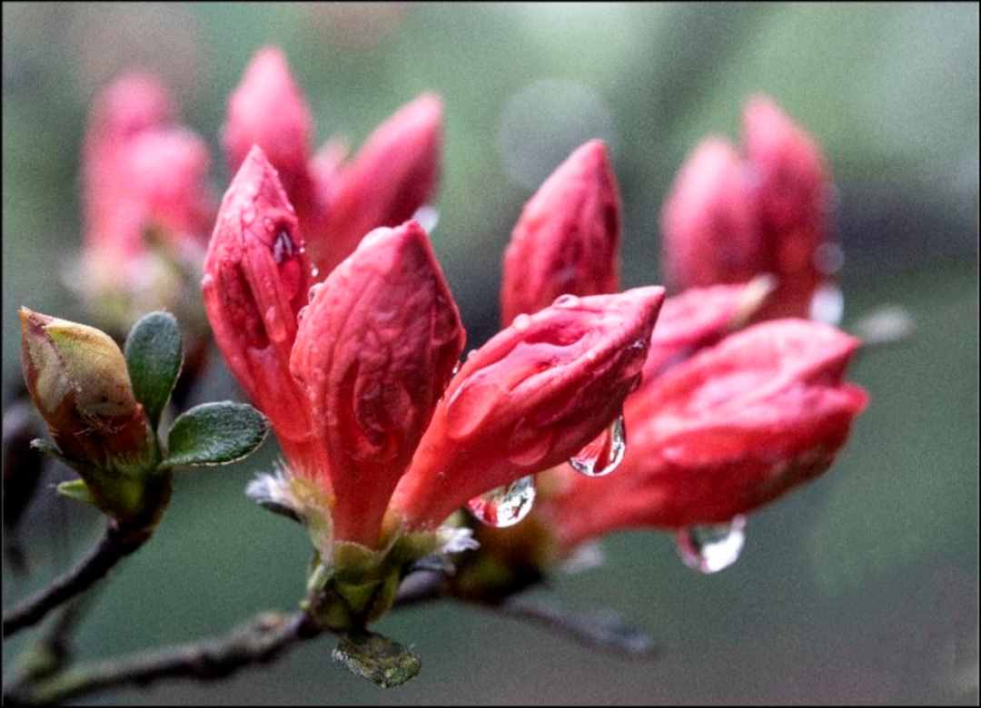 湖南的雨季包月卡～大雨哗啦啦，不如来看花