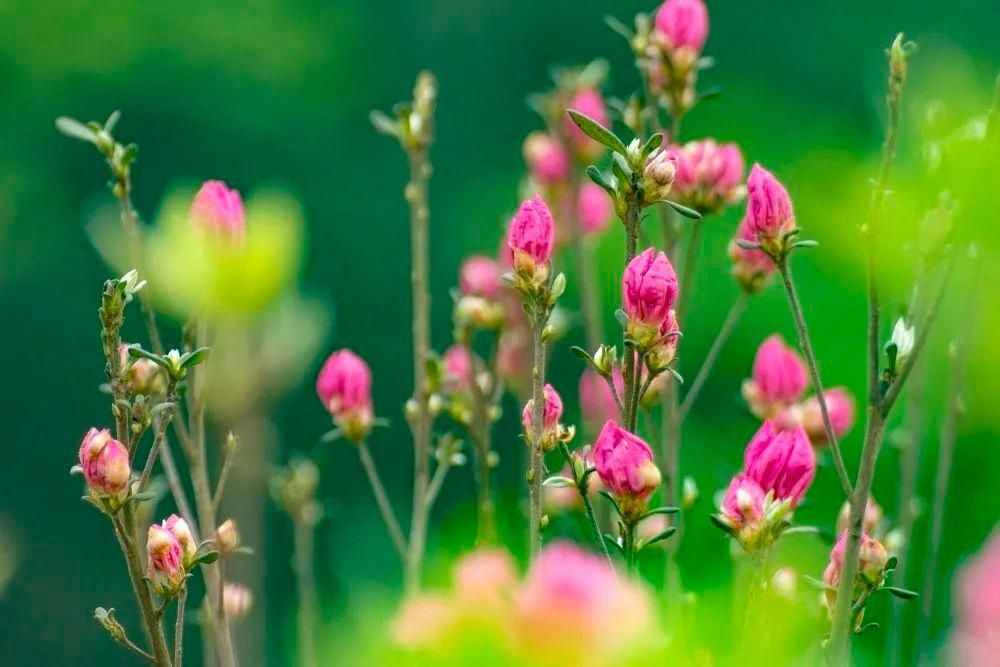 湖南的雨季包月卡～大雨哗啦啦，不如来看花