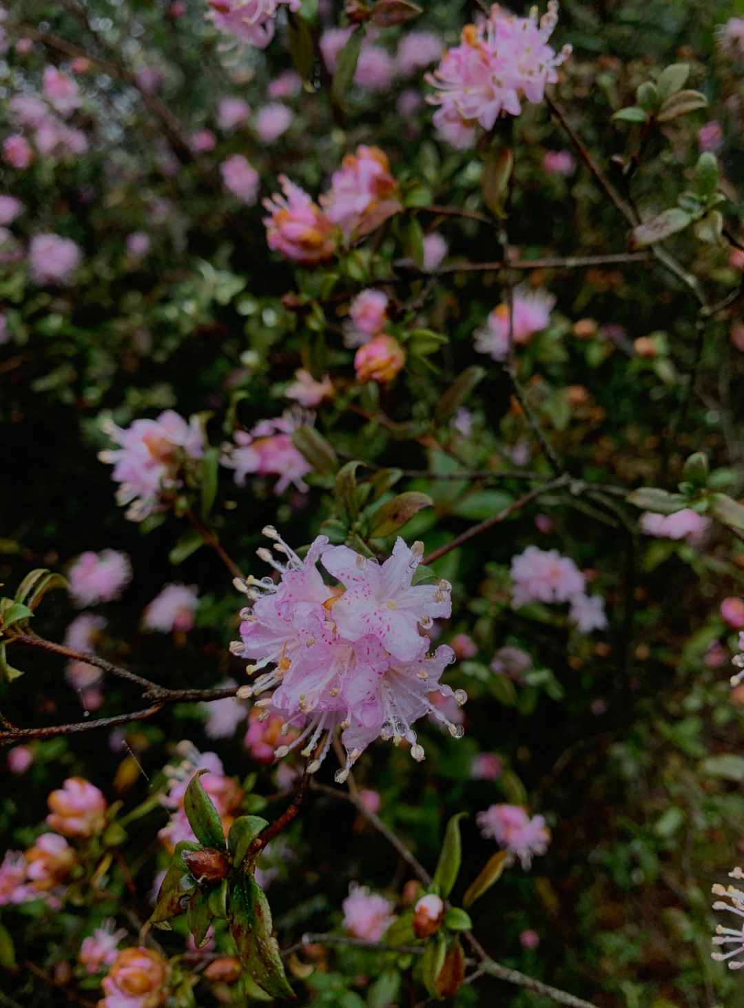 湖南的雨季包月卡～大雨哗啦啦，不如来看花