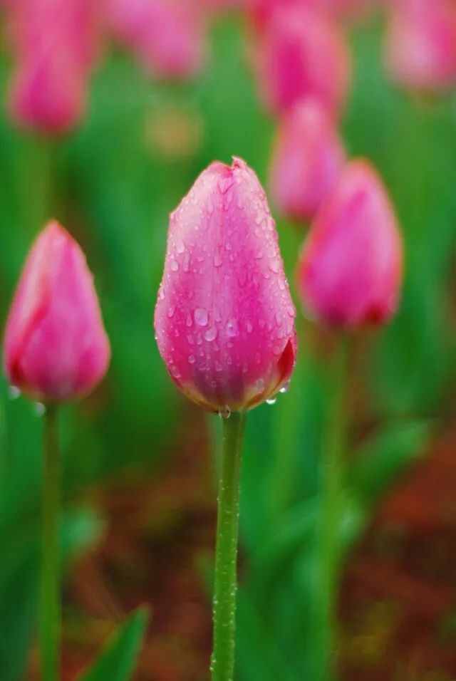 湖南的雨季包月卡～大雨哗啦啦，不如来看花