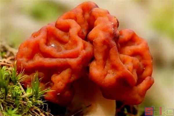 Sbike动植物百科：世界十大毒性最强真菌（蘑菇），足以致命