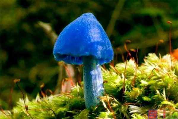 Sbike动植物百科：世界十大毒性最强真菌（蘑菇），足以致命