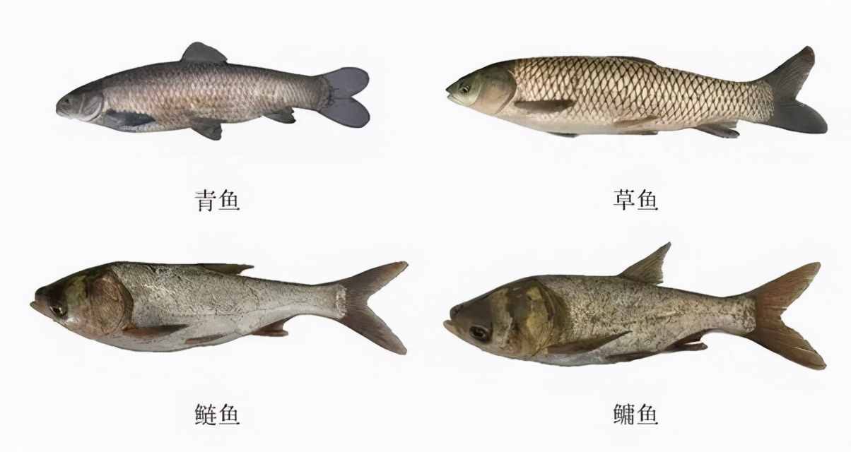 三峡大坝蓄水近20年，成了鱼类的天堂，如今里面最大的鱼有多大？
