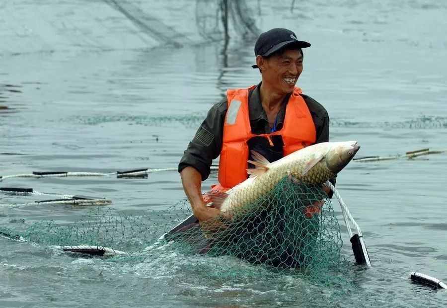 三峡大坝蓄水近20年，成了鱼类的天堂，如今里面最大的鱼有多大？