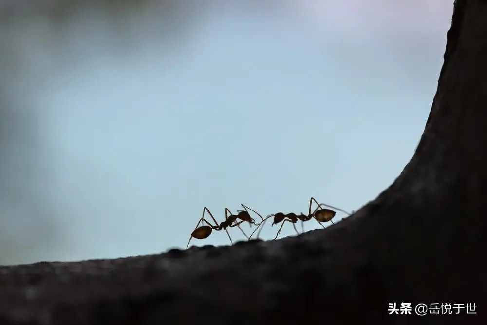 会自爆的蚂蚁：桑氏平头蚁，为族群自爆舍生取义