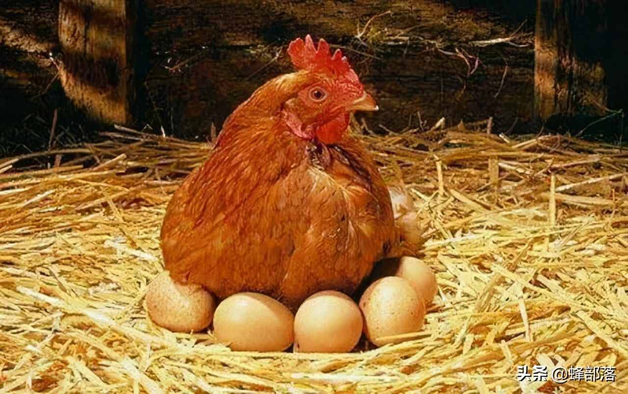 没有公鸡母鸡也会下蛋，可以不要公鸡吗？道理农村老奶奶都懂