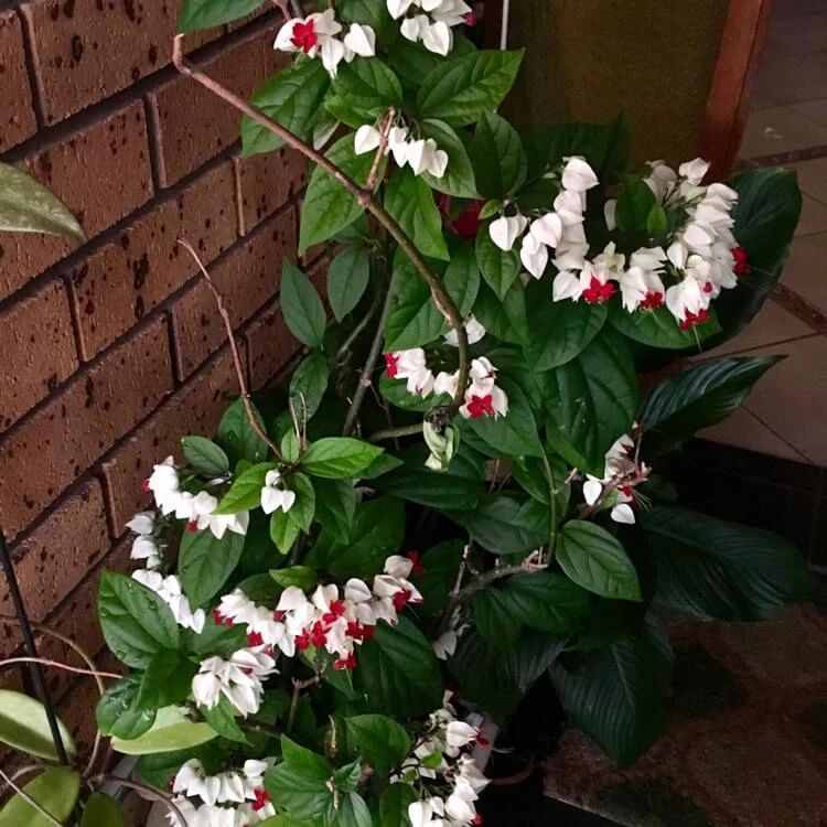 每年春节前后，除了年宵花，买盆龙吐珠也不错，好看的半藤本花卉