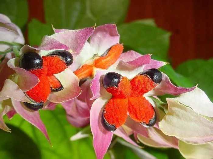 每年春节前后，除了年宵花，买盆龙吐珠也不错，好看的半藤本花卉