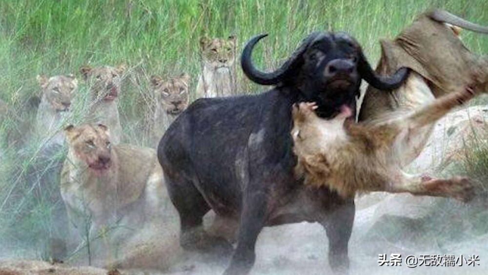 非洲狮和野牛都很凶猛，如果把它们关在一起，谁会获胜？
